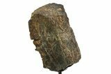 Fossil Sauropod Limb Bone Section with Metal Stand - Colorado #354329-2
